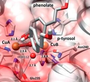 Blick in das katalytische Zentrum einer Tyrosinase: Die zwei Aminosäuren Glu235 und Asn240 fixieren ein Wassermolekül HOH112, das dem Substrat (p-Tyrosol) ein Proton entreißt (weiß). Das entstandene Phenolat kann nun an das Kupferion (CuA) binden und die Tyrosinase-Reaktion starten. Blick in das katalytische Zentrum einer Tyrosinase: Die zwei Aminosäuren Glu235 und Asn240 fixieren ein Wassermolekül HOH112, das dem Substrat (p-Tyrosol) ein Proton entreißt (weiß). Das entstandene Phenolat kann nun an das Kupferion (CuA) binden und die Tyrosinase-Reaktion starten.
