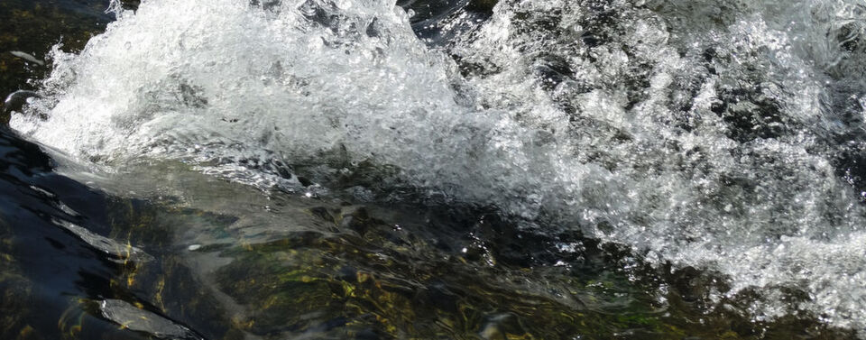 Abb. 1: Hormonell wirksame Substanzen wie 17α-Ethinylestradiol oder Estron finden sich auch in der aquatischen Umwelt. Abb. 1: Hormonell wirksame Substanzen wie 17α-Ethinylestradiol oder Estron finden sich auch in der aquatischen Umwelt.