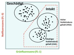 Abb. 1: Durchflusszytometrie-Signale werden meist in einem 2D-Diagramm visualisiert, bei dem jedem Signal spezifische Fluoreszenzwerte zugeordnet werden. Das schematische Beispiel zeigt intakte/lebende Bakterien im rot umrahmten Feld und tote Zellen außerhalb davon. Bei den intakten Zellen sind typischerweise Zellen mit hohem (HNA) und niedrigem (LNA) Nukleinsäuregehalt unterscheidbar. Erstere finden sich vermehrt in stagnierendem Wasser und bei hohem Nährstoffangebot. Abb. 1: Durchflusszytometrie-Signale werden meist in einem 2D-Diagramm visualisiert, bei dem jedem Signal spezifische Fluoreszenzwerte zugeordnet werden. Das schematische Beispiel zeigt intakte/lebende Bakterien im rot umrahmten Feld und tote Zellen außerhalb davon. Bei den intakten Zellen sind typischerweise Zellen mit hohem (HNA) und niedrigem (LNA) Nukleinsäuregehalt unterscheidbar. Erstere finden sich vermehrt in stagnierendem Wasser und bei hohem Nährstoffangebot.