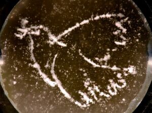Mit Schall geformt: Stuttgarter Max-Planck-Forscher senden Ultraschallwellen durch ein Bad mit winzigen Partikeln. Dabei modellieren sie das Profil des Schalldrucks mit einem Hologramm so, dass sich die Teilchen zu den Linien von Picassos Friedenstaube arrangieren. Mit Schall geformt: Stuttgarter Max-Planck-Forscher senden Ultraschallwellen durch ein Bad mit winzigen Partikeln. Dabei modellieren sie das Profil des Schalldrucks mit einem Hologramm so, dass sich die Teilchen zu den Linien von Picassos Friedenstaube arrangieren.