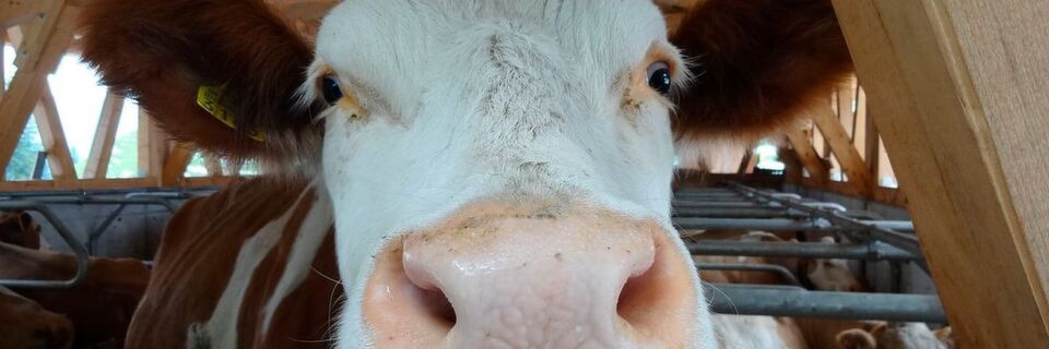 Auch für die Tierhaltung könnte die Landwirtschaft 4.0 Verbesserungen bringen: Mithilfe von Sensoren und Robotern sollen z.B. kranke Tiere frühzeitig erkannt werden. Auch für die Tierhaltung könnte die Landwirtschaft 4.0 Verbesserungen bringen: Mithilfe von Sensoren und Robotern sollen z.B. kranke Tiere frühzeitig erkannt werden.