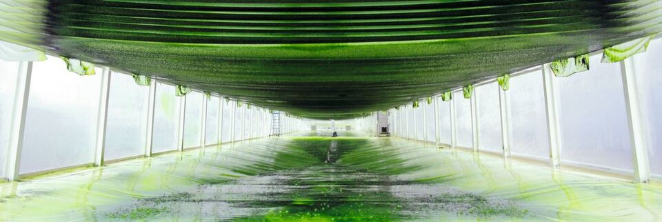 The world’s first mesh ultra thin layer reactor at the Algae Science Centre at Forschungszentrum Jülich/Germany: Here, for the last three years, the “Aufwind” project has investigated algae production and conversion to biokerosene. The world’s first mesh ultra thin layer reactor at the Algae Science Centre at Forschungszentrum Jülich/Germany: Here, for the last three years, the “Aufwind” project has investigated algae production and conversion to biokerosene.
