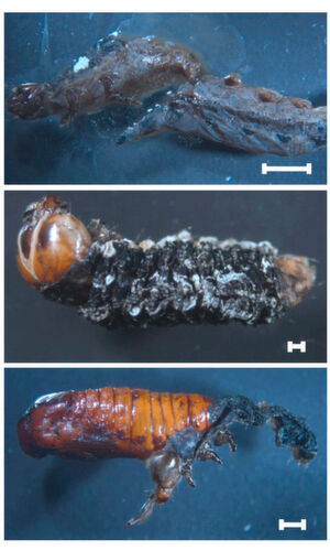 Raupe (oben und Mitte) und Puppe (unten) des Baumwollwurms Spodoptera littoralis, die mit dem Krankheitserreger Enterococcus faecalis infiziert wurden. Enterococcus mundtii im Darm gesunder Raupen hält diesen pathogenen Konkurrenten in Schach und verhindert eine Infektion. Raupe (oben und Mitte) und Puppe (unten) des Baumwollwurms Spodoptera littoralis, die mit dem Krankheitserreger Enterococcus faecalis infiziert wurden. Enterococcus mundtii im Darm gesunder Raupen hält diesen pathogenen Konkurrenten in Schach und verhindert eine Infektion.