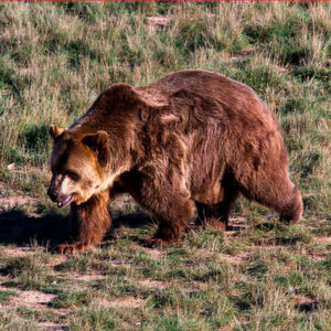 In den vergangenen Wochen sorgte ein Hacker-Programm mit dem Namen „Grizzly Steppe“ für Furore. Jetzt gibt es dazu einen Joint Analysis Report von DHS und FBI. In den vergangenen Wochen sorgte ein Hacker-Programm mit dem Namen „Grizzly Steppe“ für Furore. Jetzt gibt es dazu einen Joint Analysis Report von DHS und FBI.