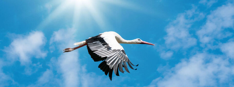 Cloud native - die neue IT bringt nicht der Storch. Cloud native - die neue IT bringt nicht der Storch.