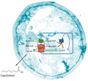 Mit einer modifizierten Fettsäuresynthase (schematisch dargestellt durch ihre synthetischen Eigenschaften innerhalb der blauen Box) kann man eine Hefezelle dazu bringen, kurzkettige Fettsäuren zu produzieren. Die Synthese ist mit einem mehrstufigen Industrieprozess vergleichbar. Durch gezielte Veränderungen der natürlichen Synthese werden Teilprozesse beschleunigt oder verlangsamt (grüne und rote Pfeile), sodass vorzeitig kurzkettige Fettsäuren abgespalten werden. Mit einer modifizierten Fettsäuresynthase (schematisch dargestellt durch ihre synthetischen Eigenschaften innerhalb der blauen Box) kann man eine Hefezelle dazu bringen, kurzkettige Fettsäuren zu produzieren. Die Synthese ist mit einem mehrstufigen Industrieprozess vergleichbar. Durch gezielte Veränderungen der natürlichen Synthese werden Teilprozesse beschleunigt oder verlangsamt (grüne und rote Pfeile), sodass vorzeitig kurzkettige Fettsäuren abgespalten werden.