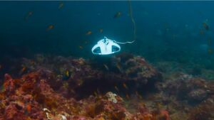 PowerRay-Roboter: Die Kamera der Tauchdrohne zeigt dem Angler auf dem Boot via Smartphone-App die Unterwasserwelt. PowerRay-Roboter: Die Kamera der Tauchdrohne zeigt dem Angler auf dem Boot via Smartphone-App die Unterwasserwelt.