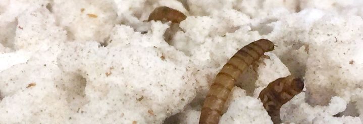 Mehlwurm contra Plastikmüll Mehlwurm contra Plastikmüll