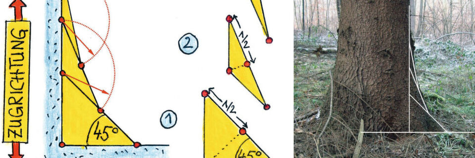 Kerben sind Schwachstellen. Mit einer Formgebung nach dem Vorbild der Natur können sie aber so optimiert werden, dass sie weniger hohe Spannungskonzentrationen bewirken. Kerben sind Schwachstellen. Mit einer Formgebung nach dem Vorbild der Natur können sie aber so optimiert werden, dass sie weniger hohe Spannungskonzentrationen bewirken.