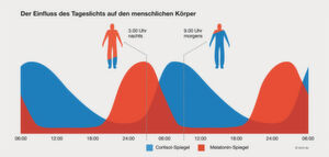 Cortisol und Melatonin wirken antizyklisch: Morgens produziert der Körper Cortisol. Gegen 9 Uhr ist es im Blut maximal konzentriert, fällt über den Tag dann kontinuierlich ab. Die Melatoninproduktion setzt erst am Abend wieder ein. Um 3 Uhr nachts ist der Melatoninspiegel am höchsten. Cortisol und Melatonin wirken antizyklisch: Morgens produziert der Körper Cortisol. Gegen 9 Uhr ist es im Blut maximal konzentriert, fällt über den Tag dann kontinuierlich ab. Die Melatoninproduktion setzt erst am Abend wieder ein. Um 3 Uhr nachts ist der Melatoninspiegel am höchsten.