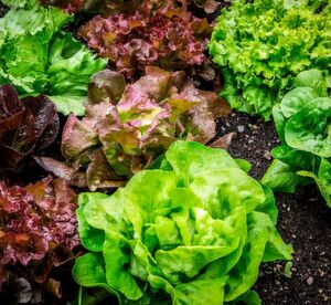 Das Bundesinstitut für Risikobewertung warnt: Salate und andere Lebensmittel aus Blättern und Gräsern können u.a. mit Krankheitserregern wie Salmonellen, Campylobacter, Yersinien, Listerien oder EHEC verunreinigt sein. Das Bundesinstitut für Risikobewertung warnt: Salate und andere Lebensmittel aus Blättern und Gräsern können u.a. mit Krankheitserregern wie Salmonellen, Campylobacter, Yersinien, Listerien oder EHEC verunreinigt sein.