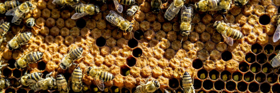 Wo klassische Honeypot-Systeme durch intelligente Angriffe an Ihre Grenzen stoßen, sind Deception-Systeme eine interessante Ergänzug der Security-Infrastruktur. Wo klassische Honeypot-Systeme durch intelligente Angriffe an Ihre Grenzen stoßen, sind Deception-Systeme eine interessante Ergänzug der Security-Infrastruktur.