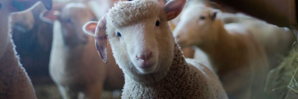 15 Startups, die die Landwirtschaft verändern können. 15 Startups, die die Landwirtschaft verändern können.