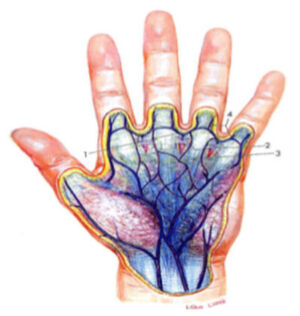 Der Handvenen-Scan funktioniert nur bei lebenden Personen. Nahinfrarotlicht durchleuchtet die Hand und die Struktur wird sichtbar. Der Handvenen-Scan funktioniert nur bei lebenden Personen. Nahinfrarotlicht durchleuchtet die Hand und die Struktur wird sichtbar.