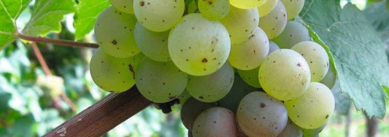 Abb. 1: Weintraube mit Botrytis cinerea infizierten Beeren Abb. 1: Weintraube mit Botrytis cinerea infizierten Beeren