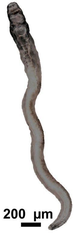 Dreidimensionale Oberflächenanalyse eines männlichen Pärchenegels (Schistosoma mansoni). Dreidimensionale Oberflächenanalyse eines männlichen Pärchenegels (Schistosoma mansoni).