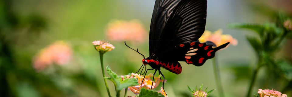 Der schwarze Schmetterling „Gewöhnliche Rose“ kann durch seine besondere Oberflächenstruktur Sonnenlicht besonders gut absorbieren. Der schwarze Schmetterling „Gewöhnliche Rose“ kann durch seine besondere Oberflächenstruktur Sonnenlicht besonders gut absorbieren.