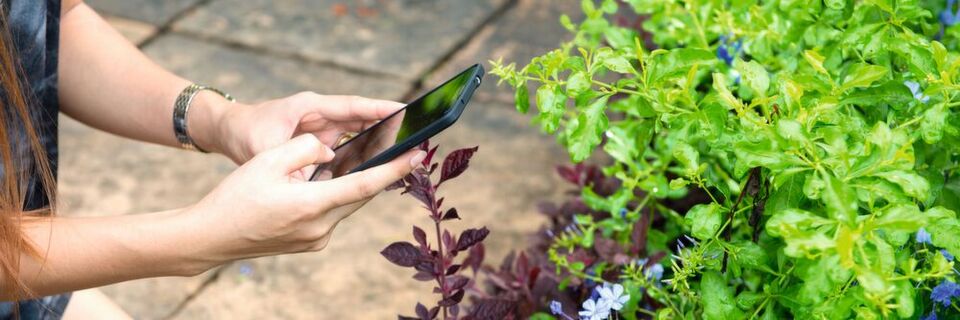 Die Anwendungsoptionen für Smart Garden sind unübersehbar. Die Anwendungsoptionen für Smart Garden sind unübersehbar.