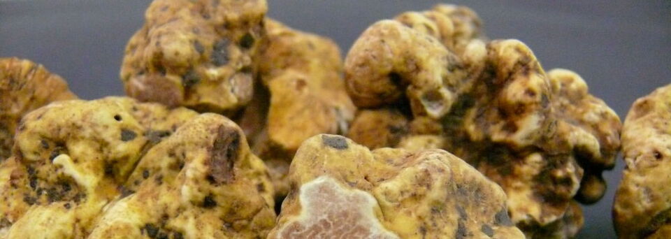 Weißer Piedmont-Trüffel, der üblicherweise zum Aromatisieren von Öl verwendet wird. Weißer Piedmont-Trüffel, der üblicherweise zum Aromatisieren von Öl verwendet wird.