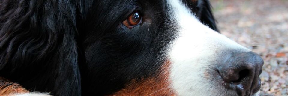 Ein siebenjähriger Berner Sennenhund mit einem Tumor auf der linken Seite des Oberkiefers hatte wenige Alternativen zu einer kompletten Entfernung des Tumors mit anschließender Rekonstruktion. Ein siebenjähriger Berner Sennenhund mit einem Tumor auf der linken Seite des Oberkiefers hatte wenige Alternativen zu einer kompletten Entfernung des Tumors mit anschließender Rekonstruktion.
