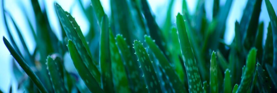 Die Gattung Aloe umfasst circa 250 Arten. Die bekannteste Art ist Aloe barbadensis auch als Aloe vera bekannt, deren Blattmark als Aloe-vera-Gel vielseitige Verwendung im Lebensmittel- und Kosmetikbereich findet. Die Gattung Aloe umfasst circa 250 Arten. Die bekannteste Art ist Aloe barbadensis auch als Aloe vera bekannt, deren Blattmark als Aloe-vera-Gel vielseitige Verwendung im Lebensmittel- und Kosmetikbereich findet.