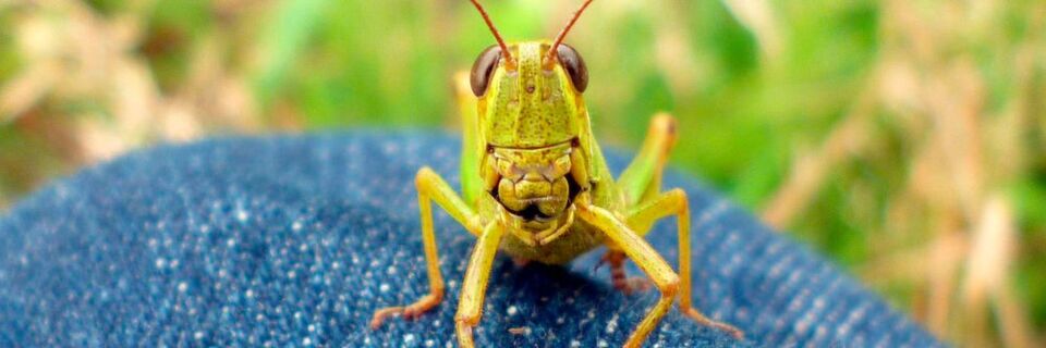 Die Medizinelektronik ist hochgradig innovativ. Bei der Vielzahl an Neuerungen ist es nicht leicht, den Überblick zu behalten – zumal das Thema mitunter überraschende Ausgangspunkte wie die Heuschrecke hat. Die Medizinelektronik ist hochgradig innovativ. Bei der Vielzahl an Neuerungen ist es nicht leicht, den Überblick zu behalten – zumal das Thema mitunter überraschende Ausgangspunkte wie die Heuschrecke hat.