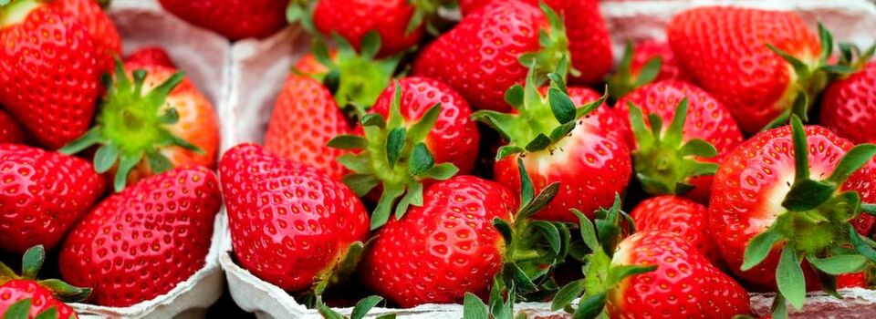 Erdbeeren sind von besserer Quaität und deutlich länger haltbar, wenn die Blütenbestäubung durch Bienen statt durch Selbstbestäubung stattgefunden hat. Erdbeeren sind von besserer Quaität und deutlich länger haltbar, wenn die Blütenbestäubung durch Bienen statt durch Selbstbestäubung stattgefunden hat.