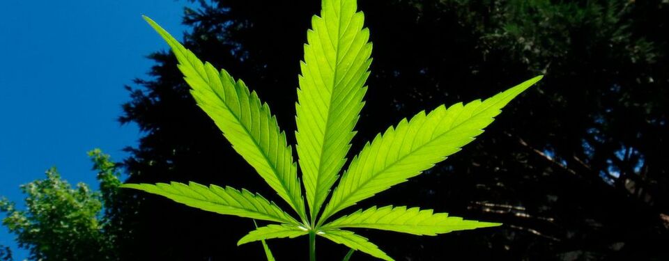 Von Cannabis als Medizin gegen Krebs ist viel die Rede. Doch noch ist zu wenig bekannt über die Wirkung der Cannabinoide im Körper. Grazer ForscherInnen haben untersucht, wie sich Hanf-Substanzen bei Dickdarmkrebs auswirken. Von Cannabis als Medizin gegen Krebs ist viel die Rede. Doch noch ist zu wenig bekannt über die Wirkung der Cannabinoide im Körper. Grazer ForscherInnen haben untersucht, wie sich Hanf-Substanzen bei Dickdarmkrebs auswirken.