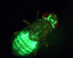 An Fliegen lässt sich der Energiestoffwechsel gut erforschen. Hier wird das Körperfett der Fliege durch das fluoreszierende Protein GFP ("green fluorescent protein") sichtbar gemacht. An Fliegen lässt sich der Energiestoffwechsel gut erforschen. Hier wird das Körperfett der Fliege durch das fluoreszierende Protein GFP ("green fluorescent protein") sichtbar gemacht.