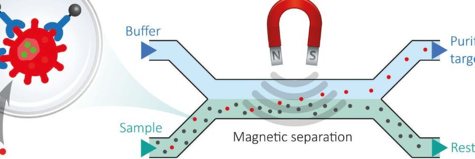 Fig. 1: The bacterial target cells are purified and separated from the sample matrix in a microfluidic disposable cartridge by means of a magnetic field (cutout). Fig. 1: The bacterial target cells are purified and separated from the sample matrix in a microfluidic disposable cartridge by means of a magnetic field (cutout).