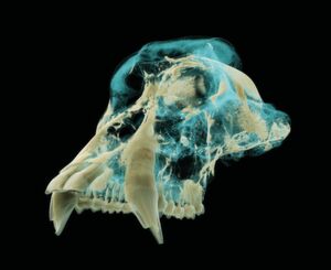 Biomechanische Analyse der kondensierten Knochenstruktur eines Gorillaschädels Biomechanische Analyse der kondensierten Knochenstruktur eines Gorillaschädels