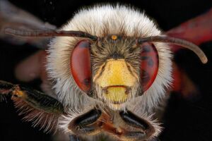 Roboter-Bienen auf dem Mars: Ein Schwarm kompakter Drohnen verspricht Ausfallsicherheit. Roboter-Bienen auf dem Mars: Ein Schwarm kompakter Drohnen verspricht Ausfallsicherheit.