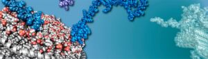 Einblicke in die Wechselwirkung des Proteins α-Synuclein (blau) mit Membranen (weiß/rot) zeigen wie diese die Bildung von parkinsonrelevanten Proteinablagerungen (grün) sowohl positiv als auch negativ beeinflussen können. Einblicke in die Wechselwirkung des Proteins α-Synuclein (blau) mit Membranen (weiß/rot) zeigen wie diese die Bildung von parkinsonrelevanten Proteinablagerungen (grün) sowohl positiv als auch negativ beeinflussen können.
