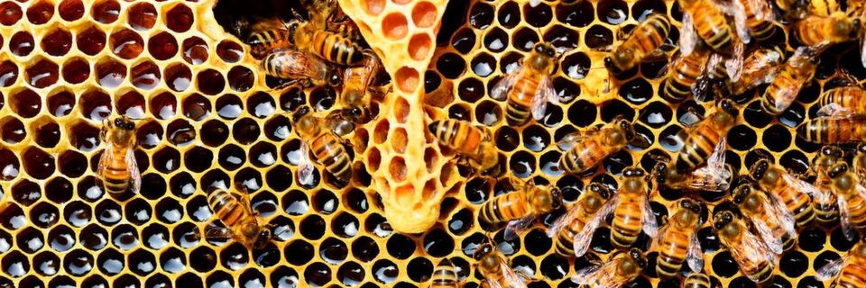 Bienen leisten einen wichtigen Beitrag in unserem Ökosystem. Bienen leisten einen wichtigen Beitrag in unserem Ökosystem.