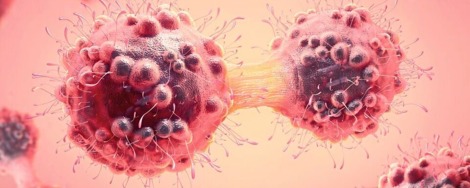 Fig. 1 3D illustration of a cancer cell in the process of mitosis Fig. 1 3D illustration of a cancer cell in the process of mitosis