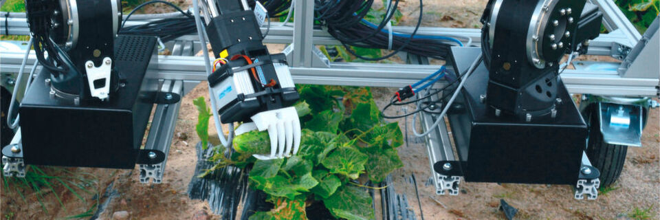Robolink bei der Gurkenernte: Der Prototyp des Dual-Arm-Robotersystems bei ersten Feldtests. Robolink bei der Gurkenernte: Der Prototyp des Dual-Arm-Robotersystems bei ersten Feldtests.