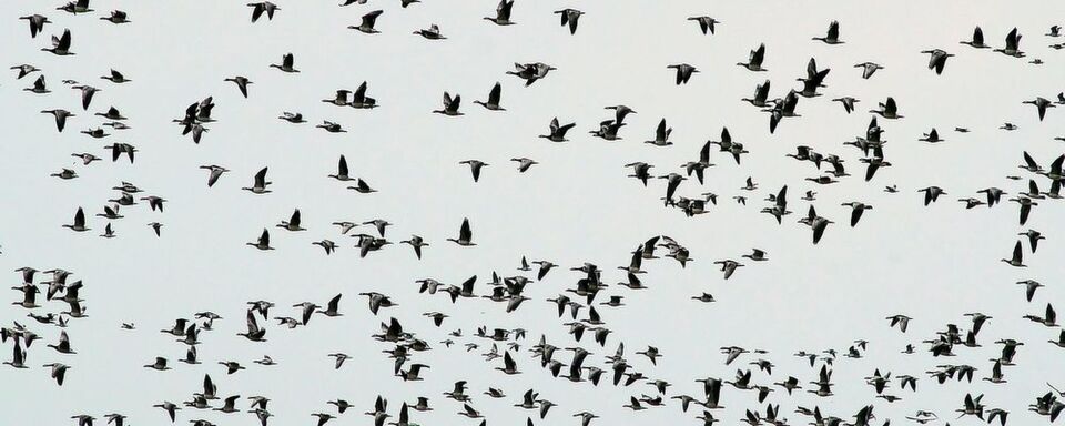 Vogelschwärme sind nicht selten der Grund für Unfälle an Flughäfen gewesen. Vogelschwärme sind nicht selten der Grund für Unfälle an Flughäfen gewesen.