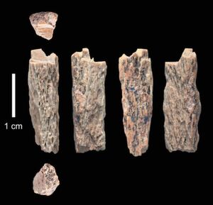 Dieses Knochenfragment (”Denisova 11”) wurde 2012 in der Denisova-Höhle in Russland von russischen Archäologen entdeckt und gehörte der Tochter einer Neandertaler-Mutter und eines Denisovaner-Vaters. Dieses Knochenfragment (”Denisova 11”) wurde 2012 in der Denisova-Höhle in Russland von russischen Archäologen entdeckt und gehörte der Tochter einer Neandertaler-Mutter und eines Denisovaner-Vaters.