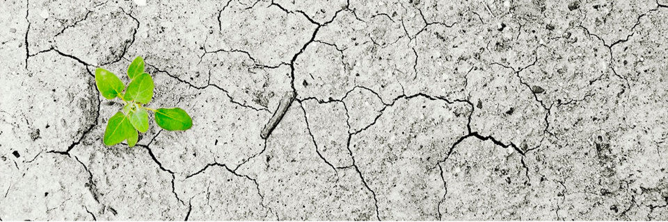 Die Nachfrage nach Nahrungsmitteln wächst, gleichzeitig hinterlässt der Klimawandel immer mehr unfruchtbare Böden. Der Einsatz künstlicher Intelligenz könnte helfen, die Erträge in der Landwirtschaft zu steigern. Die Nachfrage nach Nahrungsmitteln wächst, gleichzeitig hinterlässt der Klimawandel immer mehr unfruchtbare Böden. Der Einsatz künstlicher Intelligenz könnte helfen, die Erträge in der Landwirtschaft zu steigern.