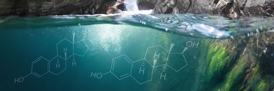 Abb. 1: Die Steroidhormone 17 α -Ethinylestradiol (EE2), 17 β -Estradiol (E2) und Estron (E1) werden über menschliche Ausscheidungen ins Abwasser und somit auch in Oberflächengewässer eingetragen. Abb. 1: Die Steroidhormone 17 α -Ethinylestradiol (EE2), 17 β -Estradiol (E2) und Estron (E1) werden über menschliche Ausscheidungen ins Abwasser und somit auch in Oberflächengewässer eingetragen.