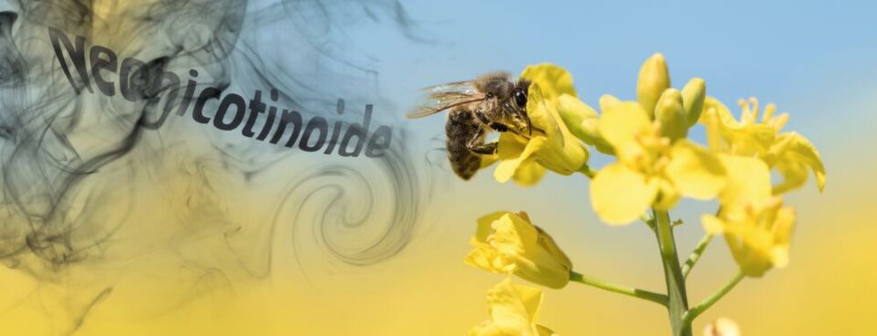 Abb. 1: Weil sie nicht nur Schadinsekten, sondern auch Nützlinge wie Bienen schädigen, hat die EU den Feldeinsatz von drei Insektiziden aus der Gruppe der Neonicotinoide verboten. Abb. 1: Weil sie nicht nur Schadinsekten, sondern auch Nützlinge wie Bienen schädigen, hat die EU den Feldeinsatz von drei Insektiziden aus der Gruppe der Neonicotinoide verboten.