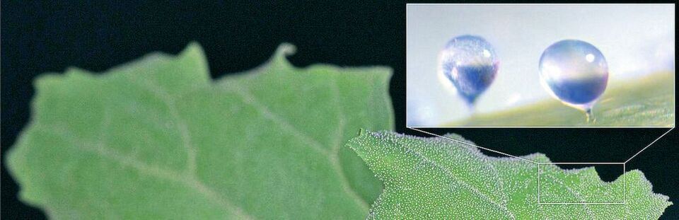 Quinoa speichert Salz in den Blasenhaaren auf ihren Blättern. Quinoa speichert Salz in den Blasenhaaren auf ihren Blättern.