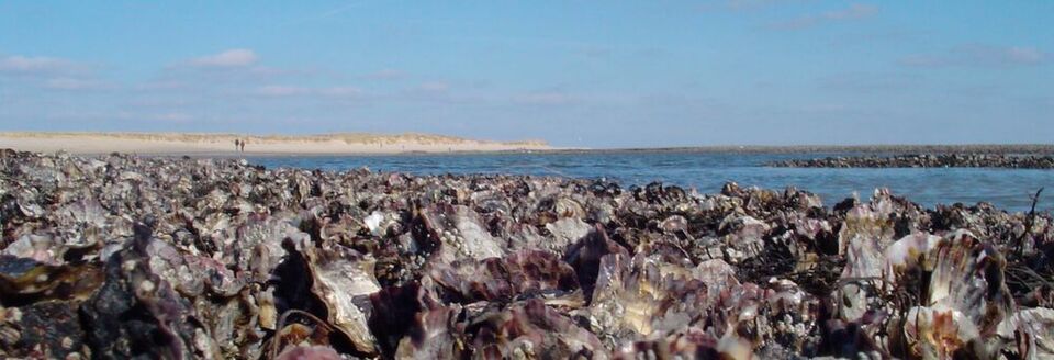 Die Austernbänke vor Sylt wurden bislang von Massensterben durch Vibrionen verschont. Die Austernbänke vor Sylt wurden bislang von Massensterben durch Vibrionen verschont.