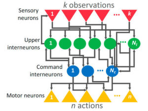 Neuronales Netz: Unterschiedliche Schichten von Neuronen sind übereinandergelagert, die Neuronen beeinflussen einander. Neuronales Netz: Unterschiedliche Schichten von Neuronen sind übereinandergelagert, die Neuronen beeinflussen einander.