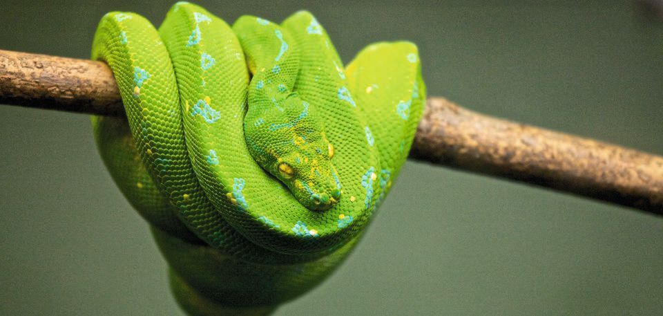 Ein Start-up namens FastAi soll Entwicklern helfen, KI-bezogene Aufgaben mit seiner Deep Learning Library für Python durchzuführen. Ein Start-up namens FastAi soll Entwicklern helfen, KI-bezogene Aufgaben mit seiner Deep Learning Library für Python durchzuführen.