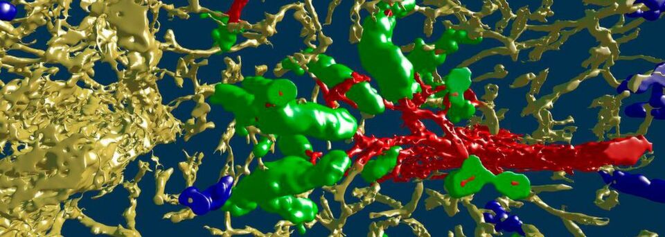 So schaut die Milz von innen aus: Die 3D-Darstellung zeigt Blutgefäße des Organs, die durch Immunfärbung sichtbar gemacht sind. Ein arterielles Gefäß (rot) zweigt sich in verschiedene Äste auf, die in ein Netzwerk von feinsten Haargefäßen (Kapillaren, gelb) übergehen. Die Kapillaren sind an ihrem Beginn von Hülsen (grün) umgeben. Hülsen ohne Kontakt zu arteriellen Gefäßen im untersuchten Ausschnitt sind blau dargestellt. So schaut die Milz von innen aus: Die 3D-Darstellung zeigt Blutgefäße des Organs, die durch Immunfärbung sichtbar gemacht sind. Ein arterielles Gefäß (rot) zweigt sich in verschiedene Äste auf, die in ein Netzwerk von feinsten Haargefäßen (Kapillaren, gelb) übergehen. Die Kapillaren sind an ihrem Beginn von Hülsen (grün) umgeben. Hülsen ohne Kontakt zu arteriellen Gefäßen im untersuchten Ausschnitt sind blau dargestellt.