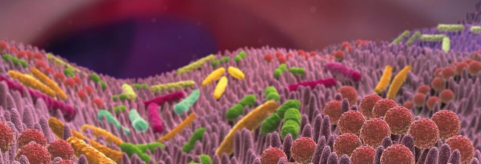 Abb. 1: Die Darmflora eines Erwachsenen enthält mehr Mikroorganismen als der menschliche Körper an Zellen. Abb. 1: Die Darmflora eines Erwachsenen enthält mehr Mikroorganismen als der menschliche Körper an Zellen.