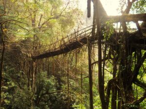 Über 50 Meter lange lebende Brücke bei Rangthylliang, Meghalaya Über 50 Meter lange lebende Brücke bei Rangthylliang, Meghalaya