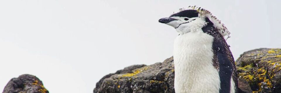 Acht Pinguinarten sind in der Antarktis zu Hause – im Bild ein Zügelpinguin – und trotzen den extremen Umweltbedingungen. Auch eine Photovoltaik-Lösung hält diesem Klima nun stand. Acht Pinguinarten sind in der Antarktis zu Hause – im Bild ein Zügelpinguin – und trotzen den extremen Umweltbedingungen. Auch eine Photovoltaik-Lösung hält diesem Klima nun stand.