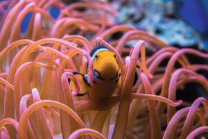 Rettet Nemo: Die „Unterwasser-Wetterstationen“ von „Save Nemo“ sollen durch Wasserverschmutzung und Klimawandel bedrohte Korallenriffe und Tierarten mit Raspberry-Pi-Boards und Sensortechnik schützen. Rettet Nemo: Die „Unterwasser-Wetterstationen“ von „Save Nemo“ sollen durch Wasserverschmutzung und Klimawandel bedrohte Korallenriffe und Tierarten mit Raspberry-Pi-Boards und Sensortechnik schützen.